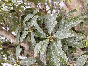 绿叶繁茂的植物特写