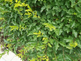 翠绿繁茂的爬藤植物景观