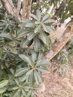 绿叶繁茂的植物景观