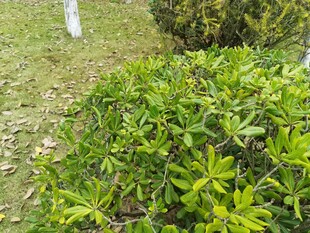 翠绿灌木丛中的生机景象