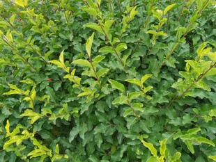 翠绿繁茂的灌木丛