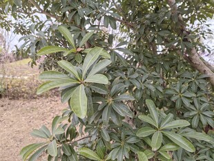 绿叶繁茂的植物特写