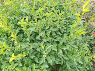 翠绿繁茂的绿植景观