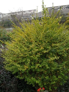 绿叶繁茂的灌木植物