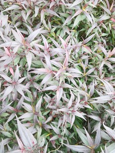 粉色叶片植物特写