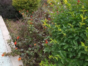 墙边多彩植物景观