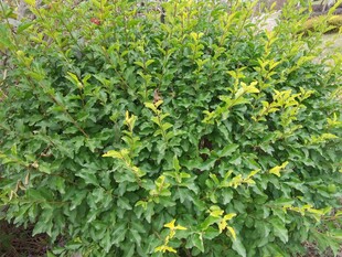 翠绿繁茂的灌木丛