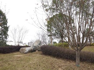 冬日郊野树木景观