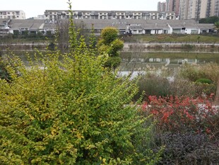 城市河畔多彩绿植景观