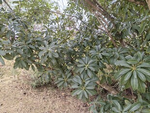 绿叶繁茂的灌木丛