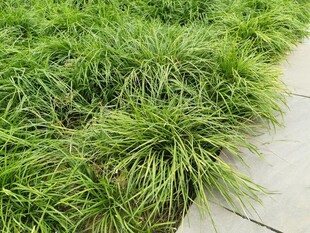 路边翠绿茂盛的青草