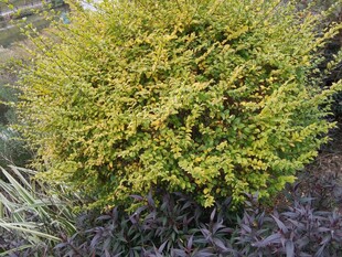 茂盛的黄绿色灌木丛