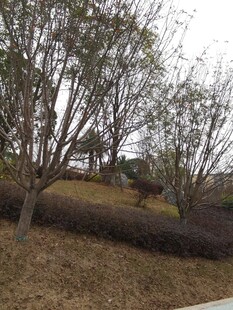 郊外萧瑟树木景观