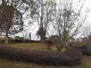 园林景观中的树木与灌木