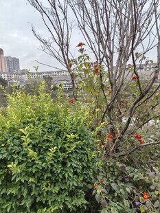 户外绿植与光秃树枝景观