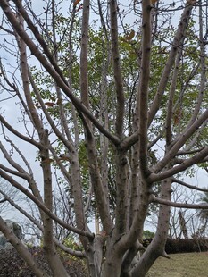 冬日光秃树枝景象