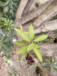 石缝中生长的嫩绿植物