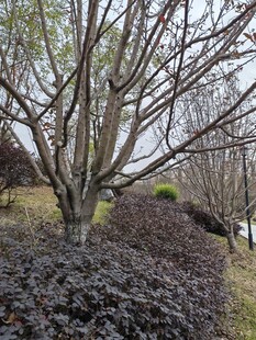 户外光秃树木与低矮植被