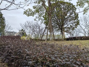 户外紫叶植物景观