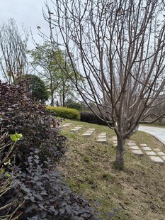 冬日园林景观中的光秃树木