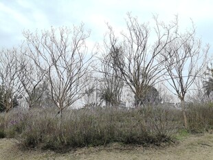 冬日枯树林景观