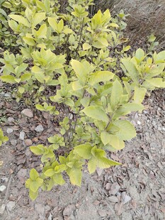 黄绿叶片的植物特写