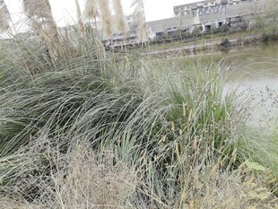 湖畔丛生的茂盛野草