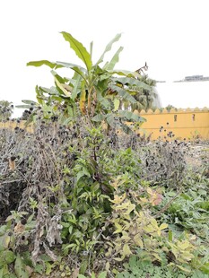田园间繁茂的植物景观