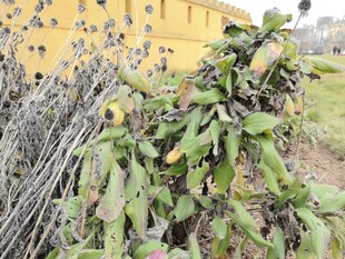 带刺植物与黄色建筑景观