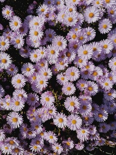 紫色雏菊密集绽放