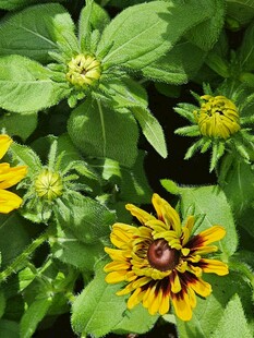 绿叶间的美丽黑心金光菊