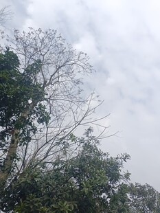 阴天中的繁茂树木