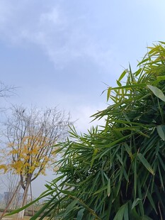 秋日绿植与树木景观