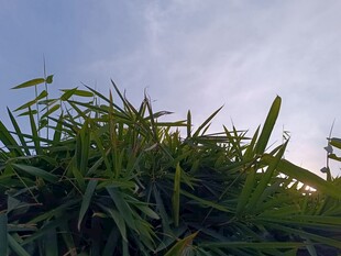 阳光下的蓬勃绿草