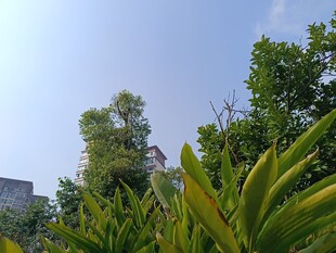 绿意盎然的户外植物景观