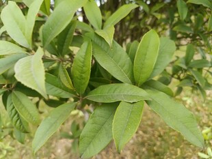 绿叶繁茂的植物特写