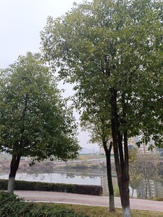 湖畔绿树成荫风景如画