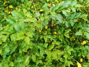 绿叶黄花的繁茂植物