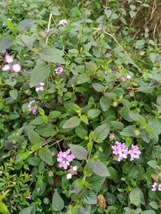 绿叶丛中的粉紫色小花