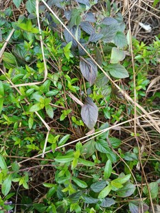 地面上的繁茂绿色植物