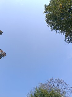 仰视绿树蓝天的景致