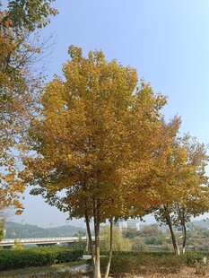 秋日金黄树木风景图