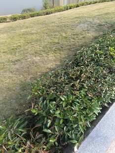 路边绿植景观