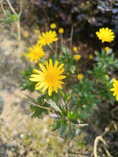 溪边绽放的黄色小野花