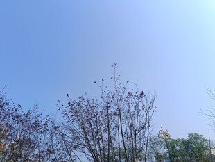 蓝天映衬下的光秃树枝
