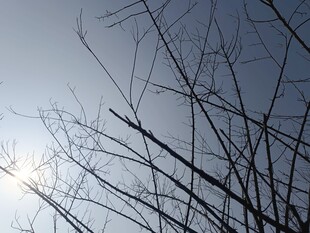 冬日树枝与朦胧日光