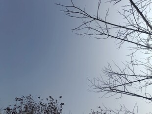 冬日枯树与澄澈天空