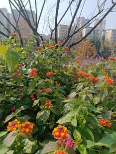 多彩花卉绽放于绿植间