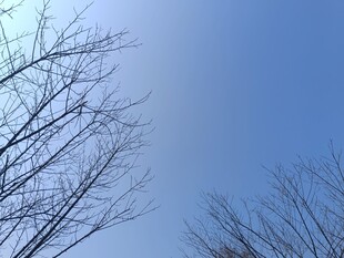 蓝天映衬下的光秃树枝