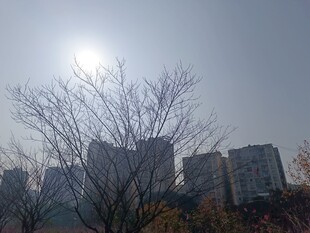 冬日阳光下的城市树木景观